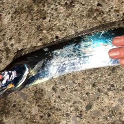 タチウオ
