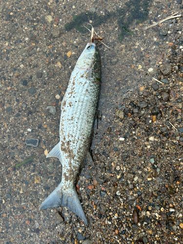 ボラの釣果