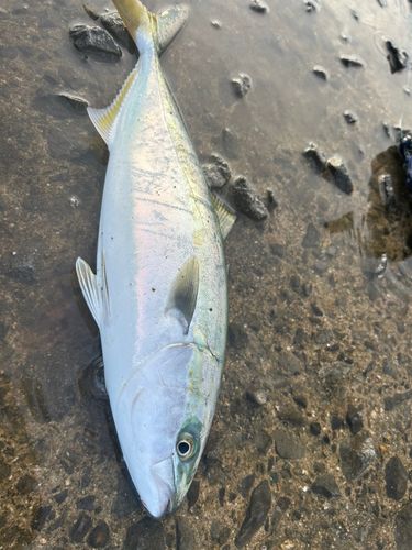 ハマチの釣果