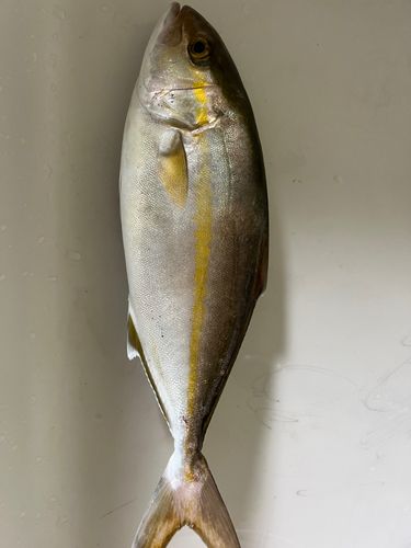 ショゴの釣果