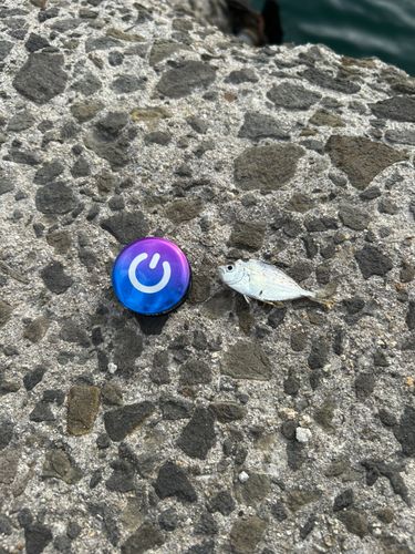 キビレの釣果