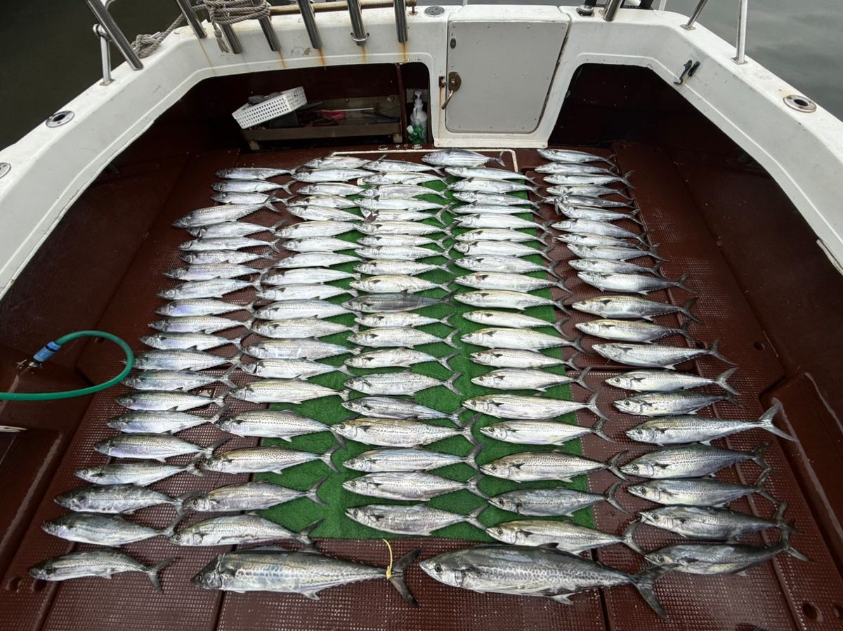 なおてぃんこさんの釣果 2枚目の画像