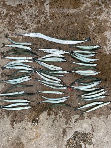サヨリの釣果