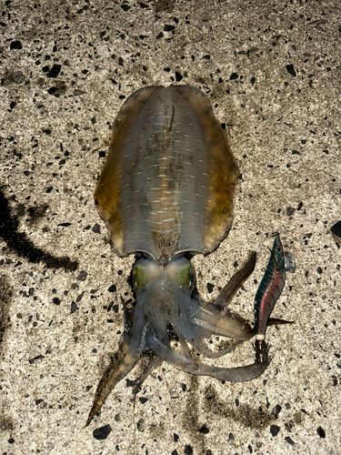 アオリイカの釣果