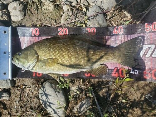 スモールマウスバスの釣果