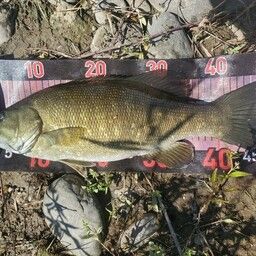 スモールマウスバス