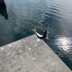 サバ