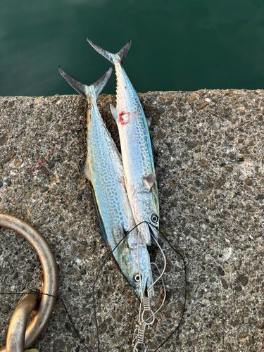 サゴシの釣果