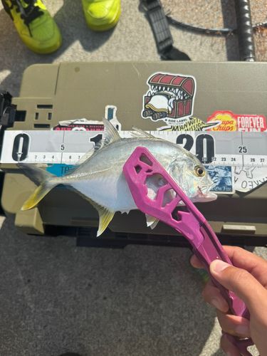 メッキの釣果