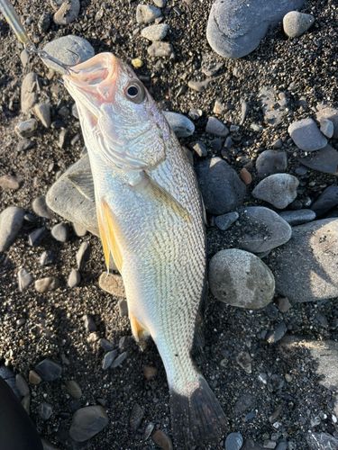 イシモチの釣果