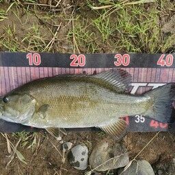 スモールマウスバス