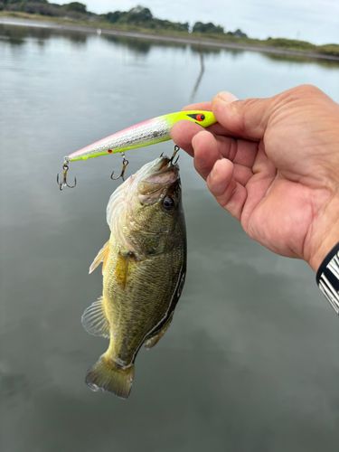 ライギョの釣果
