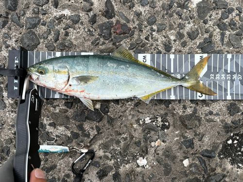 フクラギの釣果