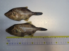 ウマヅラハギの釣果