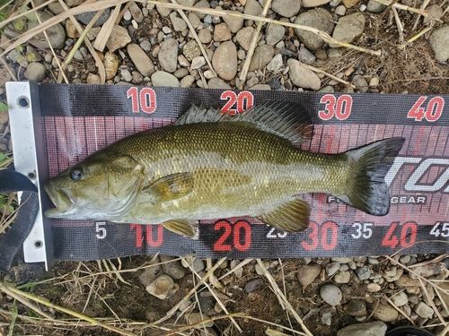 スモールマウスバスの釣果
