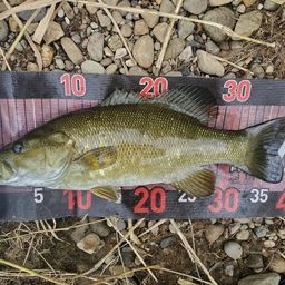 スモールマウスバス