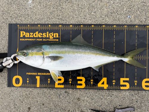 ワラサの釣果