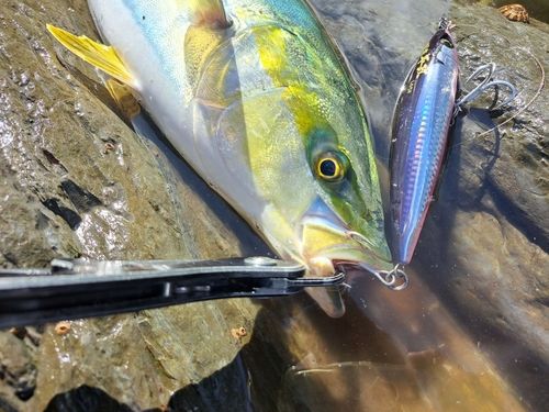 ワラサの釣果