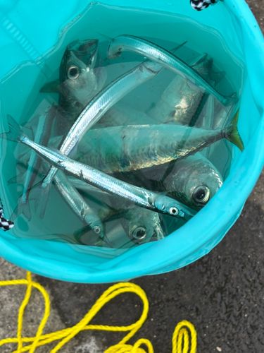 サバの釣果