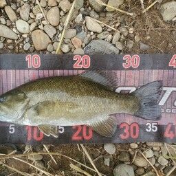 スモールマウスバス