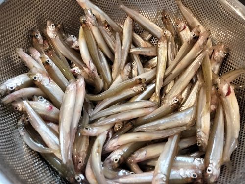 ワカサギの釣果