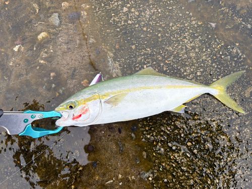 コゾクラの釣果