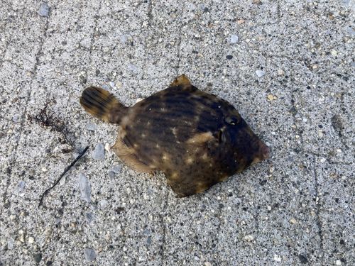 カワハギの釣果