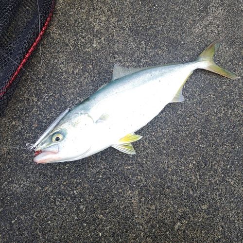釣果