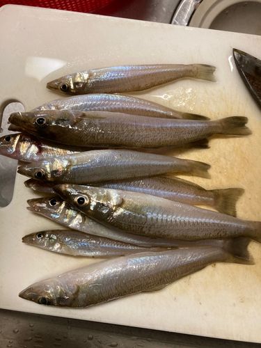 キスの釣果