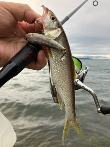 ハスの釣果