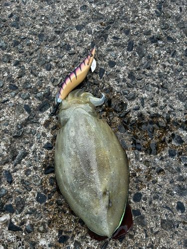 コウイカの釣果