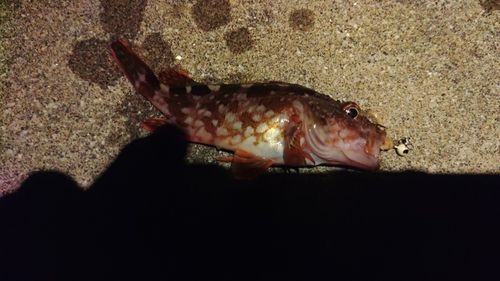 ドンコの釣果