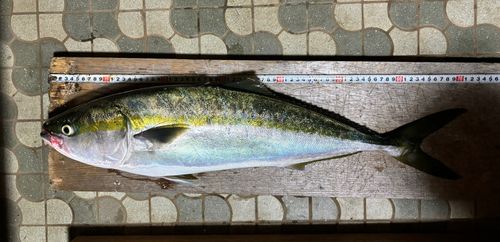 ワラサの釣果