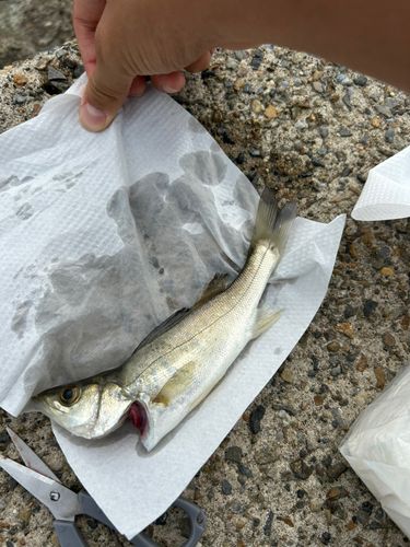セイゴ（マルスズキ）の釣果