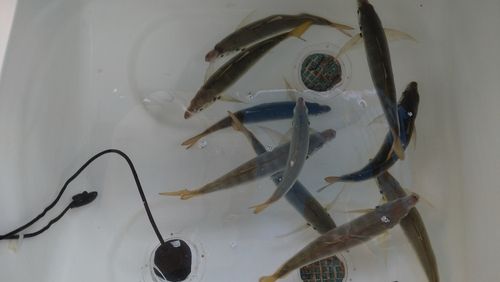 タイの釣果