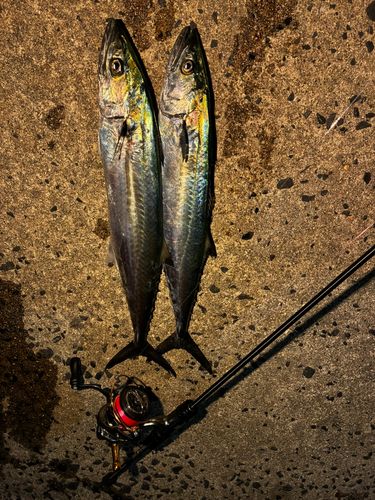 サゴシの釣果