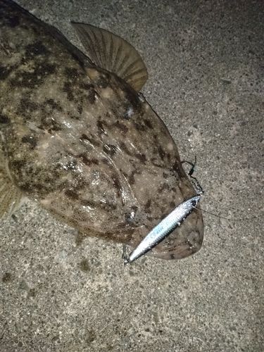 マゴチの釣果