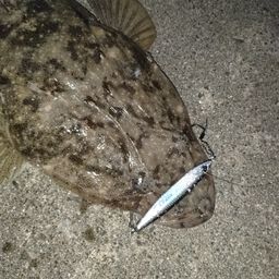 マゴチ