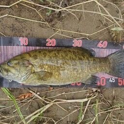 スモールマウスバス