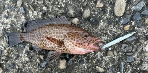 オオモンハタの釣果