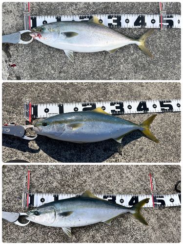 イナダの釣果