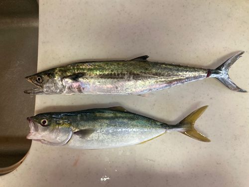 ヤズの釣果