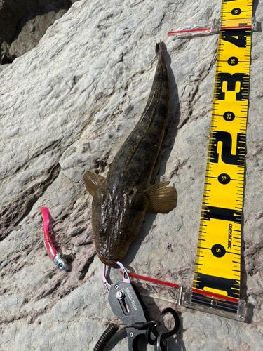 マゴチの釣果