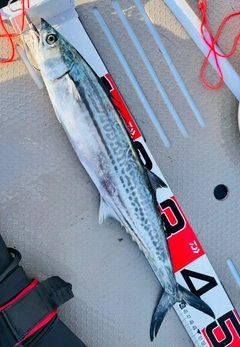 サゴシの釣果