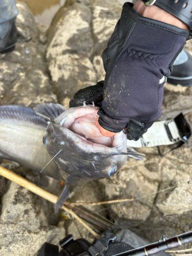 ニホンナマズの釣果