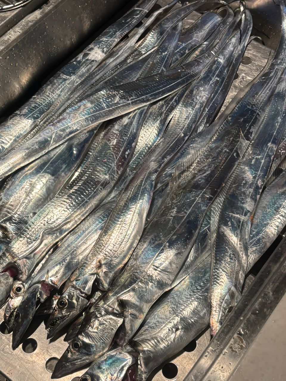 小魚さんの釣果 1枚目の画像