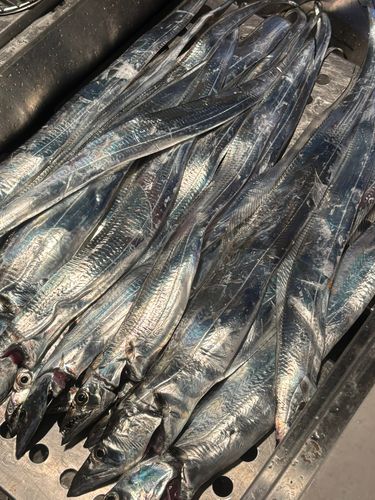 タチウオの釣果