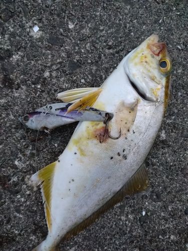 ショゴの釣果