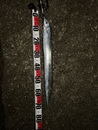 タチウオの釣果