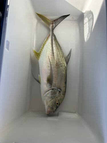 オニヒラアジの釣果